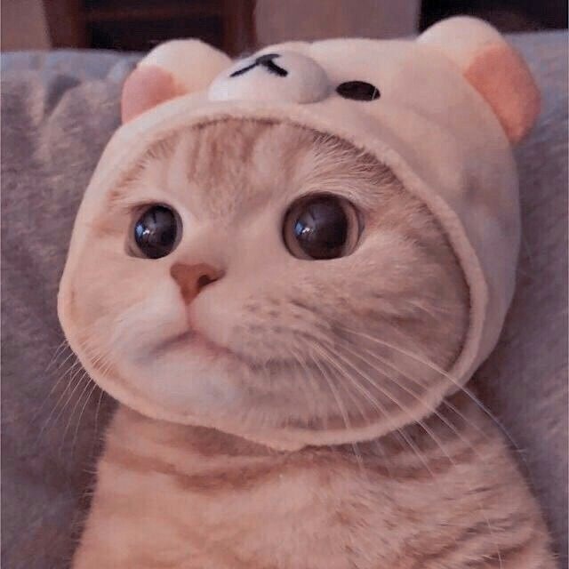 猫猫VPN